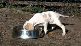 English pointer Seventeen - vrh C