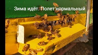 Пчелы в шоке. А зима будет?  Bees in shock. Will there be winter?