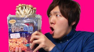 リアルなめこ栽培キットでなめこ汁！？ 後編！