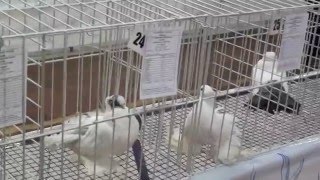 Международная выставка голубей г.Одесса 12.12.2015