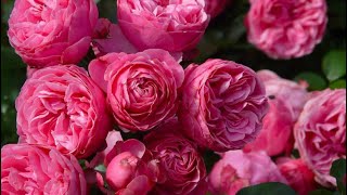 Розы в саду! Обзор по сортам. Blooming roses!