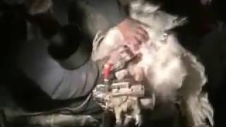 Индюки  Искусственное оплодотворение