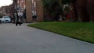 Dog Vs fox human