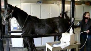 Cleaning out Mares bowels to see if she's ovulating.(Sonogram)