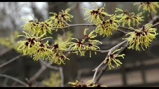 March Blooms at the Cincinnati Zoo & Botanical Garden
