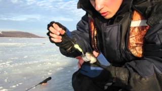 Перволедок зима 2015! Волга марий Эл! Окунь на балансир Rapala W03!