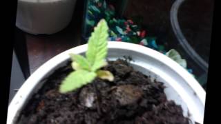 Grow Cannabis Ak47 x Skunk (home hibrid) and Sativa (prenssed) Plantando maconha prensado