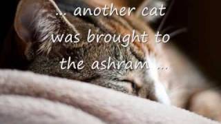 The Guru's Cat - A Reflection