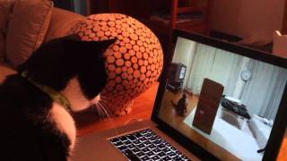 Pain d'épice "the cat" loves too much watching Maru