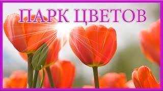 4К - KEUKENHOF (КОЙКЕНХОФ) ПАРК ЦВЕТОВ. ГОЛЛАНДИЯ =ROSMAIT PRESENTS=