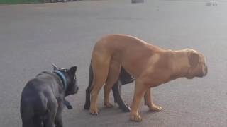 Animals Mating   Top 10 Dog Mating & Funny Dog Животные Спаривание   Лучшие 10 собак Спаривание & См