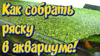 Ряска в аквариуме! Как собрать ряску в аквариуме! Чистка аквариума от ряски!