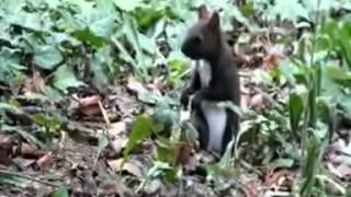 Squirrel in Prague
