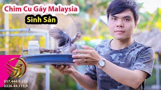 Chim Cu Gáy Malaysia Sinh Sản | Cuckoo Malaysian Breeding[0374449333-0336441119]