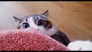 Собака, кошки и огурцы. (Dog, cat and cucumbers.} Урок для кошек.
