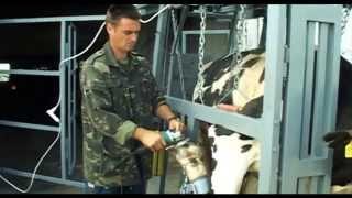 Розчистка ратиць у корів