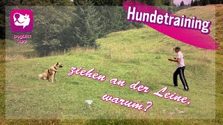 34. TEIL; Ziehen an der Leine kann hilfreich sein