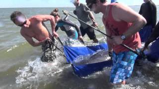 Rescue of a pygmy right whale
