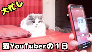 大忙し？猫YouTuberの１日に完全密着！裏側全て見せます【芸能猫】