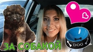 РЕШИЛИ КУПИТЬ СОБАКУ | VLOG #4 ❤