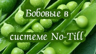 Бобовые в системе No-till в условиях Крыма