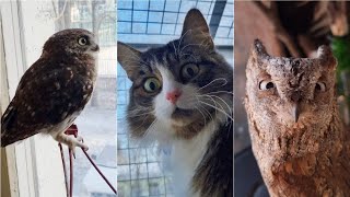 Чьё кунг-фу лучше? Три нинзи у окна: сыч, сплюшка и кот. Все они совы, но один притворяется