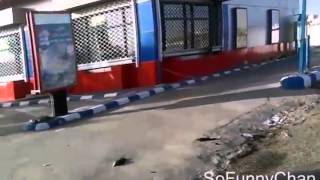 Страус на дороге