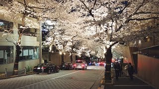 TOKYO Cherry Blossoms 2019 | Roppongi Ark Hills - 4K 50fps