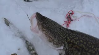 Рыбалка на НАЛИМА есть БОНУС на Печоре / Проверка продольников от 26.11.19