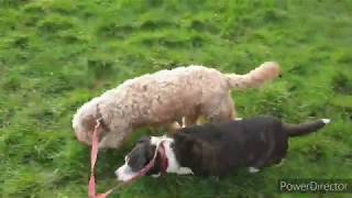 Out with Di & Benji, Madeley, Telford  1.2.2020