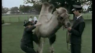 Johnny Morris-Fun days filming Animal Magic.