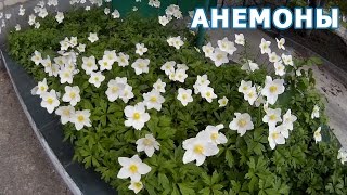 Цветущие белые Анемоны. Анемона (Anemone), или Ветреница - изящное многолетнее растение