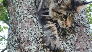 Yoll's добрый stream из Совиного дола. Что-нибудь поделаем