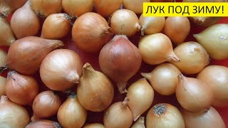 КАК ОПРЕДЕЛИТЬ ДАТУ ПОСАДКИ ЛУКА ПОД ЗИМУ? Ольга Чернова