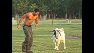Goat Attack