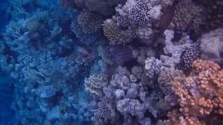 Риф у отеля Sunrise Diamond Beach 2013 (Sharm el-Sheikh)