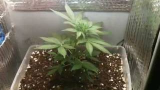 Pc grow box AK-47 lowryder x2 part 2