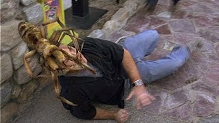 Diese RIESENSPINNEN fressen MENSCHEN?! (Kamelspinne im Irak)| MythenAkte