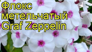 Флокс метельчатый Graf Zeppelin. Краткий обзор, описание характеристик, где купить рассада