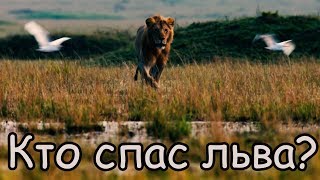 Льва Атакуют Гиены [Невероятная история Выживания] Лев против Гиен