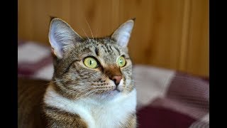 "У НАС БУДЕТ КОТЕНОК!"/ Моя МАСЯНЕЧКА