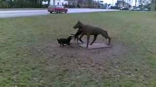 Jagdterrier vs wolf Vilkaviskis edition