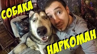 Собаки наркоманы / алкоголизм и наркомания у хаски и маламута