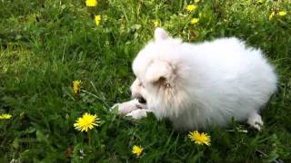 Japan Spitz DON