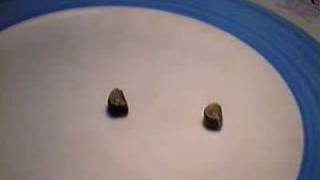 Pois Sauteurs (Mexican peas)