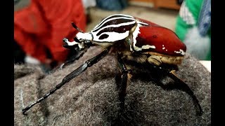 Всякое с энтомологической выставки-ярмарки. Бабочки. Много яркого и жуковидного