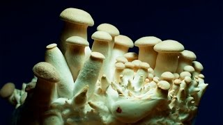 Как растут грибы