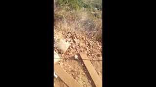 Kiba the hiking dog