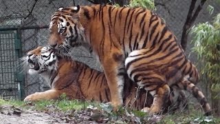 Sibirische Tiger Ahimsa und Jegor - Ttierpark Hellabrunn