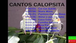 Cantos Para Amansar Calopsita e fazer ela cantar